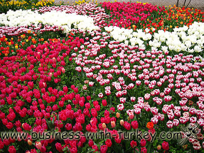 Parque de Yildiz durante o festival de Tulipas